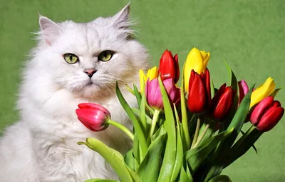 Кот и цветы - графика, картина на заказ