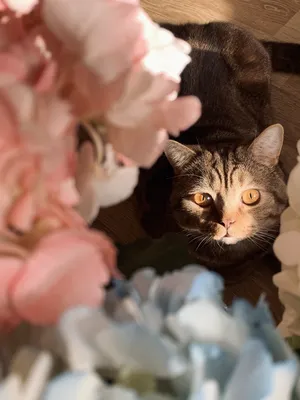 Коты с цветами (59 лучших фото)