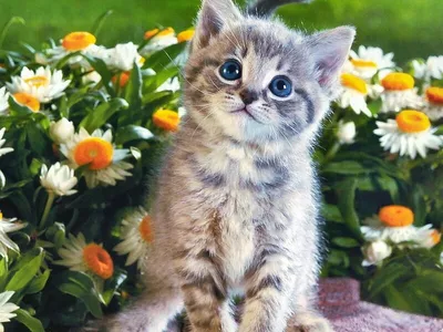 милый кот с весенними цветами PNG , кошка, весна, цветок PNG картинки и пнг  PSD рисунок для бесплатной загрузки