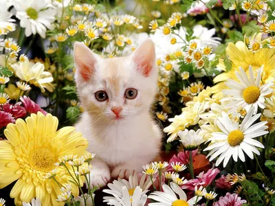 Интерьерный полосатый кот с цветком в интернет-магазине Ярмарка Мастеров по  цене 2125 ₽ – SYFA6RU | Прикольные подарки, Хабаровск - доставка по России