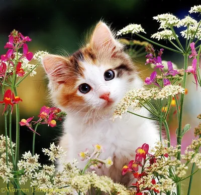 Кот пришел к тебе с цветами - Из рубрики \"Красивые открытки бесплатно\" |  Нейронный Арт | Дзен