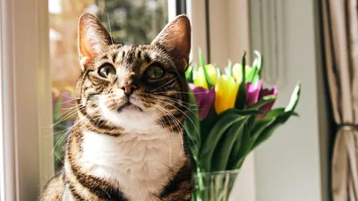 Котики — цветы жизни. Обсуждение на LiveInternet - Российский Сервис  Онлайн-Дневников