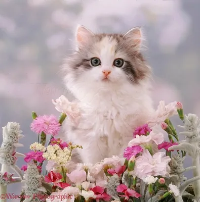 Кошки играют с цветами. Цветы на столе в старой корзине. Кот большой, серый  и пушистый. Котенок маленький, смешной, белый с рыжим. Цветы полевые.  Натюрморт с кошками. Фон - темная деревянная доска Stock-foto |