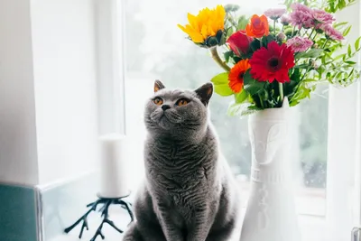 Кот с цветами открытка - 33 фото