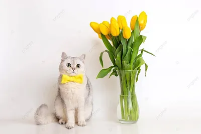 рыжий кот с цветами , изучает цветы и бусы, наслаждается Stock-Foto | Adobe  Stock