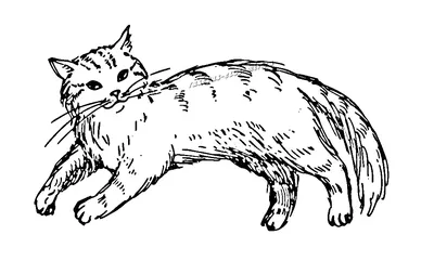 Картинки, рисунки милых котиков для срисовки | Pusheen cute, Pusheen cat,  Big cats drawing