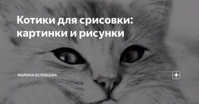 Легкие, милые рисунки и картинки котиков для срисовки