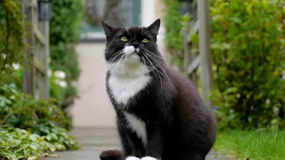 Черно белые котиков - картинки и фото koshka.top
