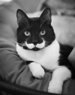 Черно белый кот - 58 фото