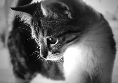 Черно белые коты - красивые фото
