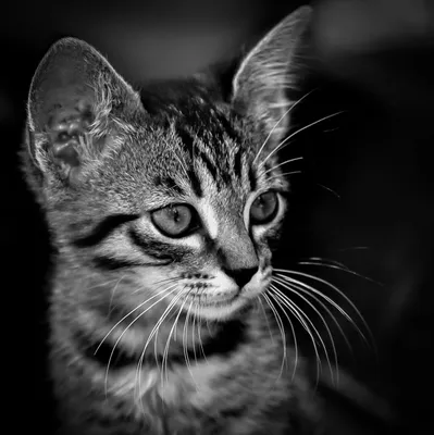 коты черно-белый стоковое изображение. изображение насчитывающей сад -  231238195