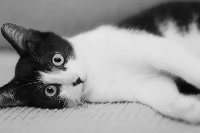 Чёрно-белый котик с милым взглядом — Картинки и авы