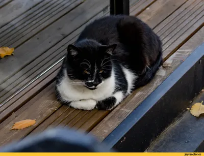 Черно белый котенок - 66 фото