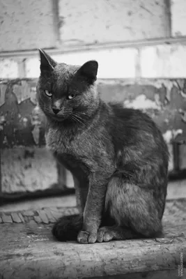 Котики чёрно белые - 53 фото