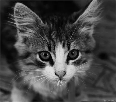 Детские животные флизелиновые фотообои черно-белые котики (13777V)+клей  купить по цене 200,00 грн