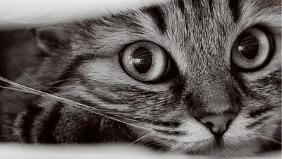 Черно-белый кот | Живность - Авторский Фотосайт
