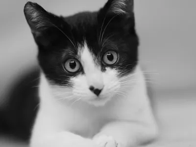 Милые котики рисунки черно белые - 61 фото