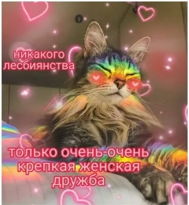 милые картинки с надписью | Милые котики, Веселые мемы, Котята