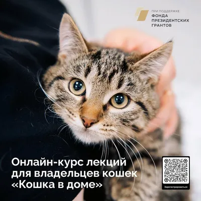 Спит спокойно мягкий котик #мем Смешные Котики / картинки с надписями  #приколы с озвучкой 🤣 - YouTube