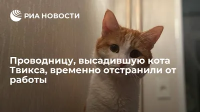 Милые котики которые занимаются в …» — создано в Шедевруме