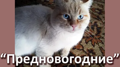 Силиконовый чехол на Samsung Galaxy A04 с принтом \"Милые котики\", купить в  Москве, цены в интернет-магазинах на Мегамаркет