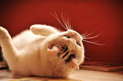 Стали известны имя и биография плесского кота с календаря \"Русские котики\"
