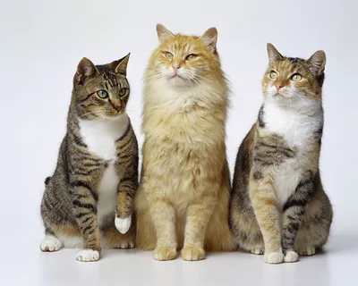 Смешные фото кошек. Коты и кошки рассмешат каждого! 😹Интересная и  занимательная информация про кошек 🐈 | Все про кошек | Дзен