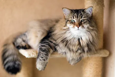 Кошки любят картонные коробки – названа причина | РБК Украина