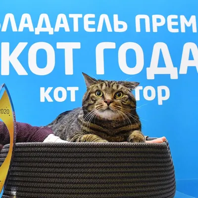 Почему в Дагестане надо гладить котов и всем рассказывать, что ты из Калуги  - Статьи, аналитика, репортажи - Новости - Калужский перекресток Калуга