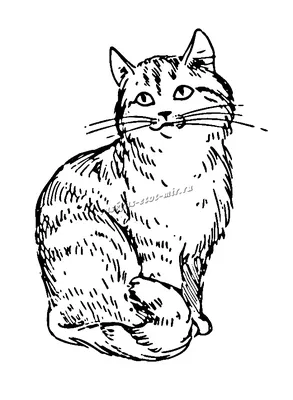 Рисунки котов, картинки с кошками, графика и фото котят: кото-арт - art  cats-8