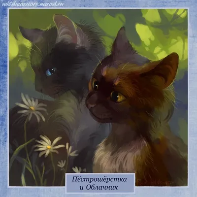Коты Воители: Герои книг - Пестрошёрстка - Wattpad
