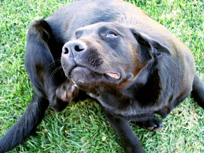 Кожное заболевание собаки, бесплатная консультация ветеринара - вопрос  задан пользователем Александра Пономарева про питомца: собака Такса