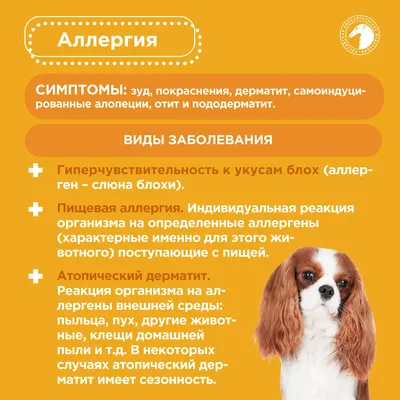 Ушные болезни у собак: причины, виды, профилактические меры | Блог  ветклиники \"Беланта\"