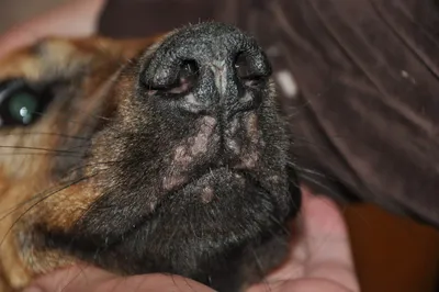 Лечение кожных болезней у Вашей собаки в ветеринарной клинике Добрый Доктор  в Москве