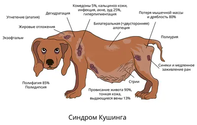 Кожные болезни собак