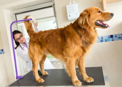 Чесотка у собак: лечение, симптомы, фото