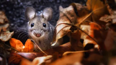 Красивая мышь - 75 фото