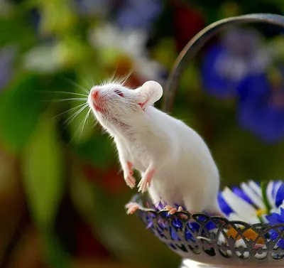 Мыши красивые картинки (53 фото) - 53 фото