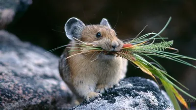 Красивая мышка картинка - 61 фото