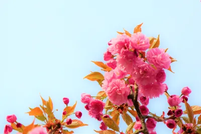 весеннее время. красивое цветущее дерево. весна природы и красочный фон.  сакура Стоковое Фото - изображение насчитывающей сад, пирофакел: 275194514