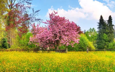 Весна в саду, профессиональное фото…» — создано в Шедевруме