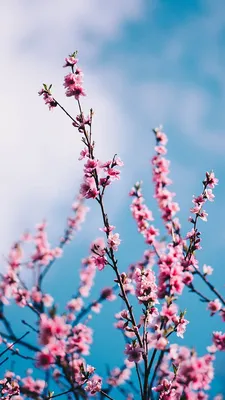 Виноградный гиацинт синий красивый весна природа Stock-Foto | Adobe Stock