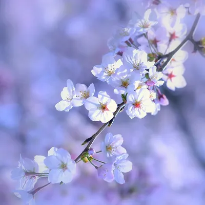 Красивая миловидная Весна» — создано в Шедевруме