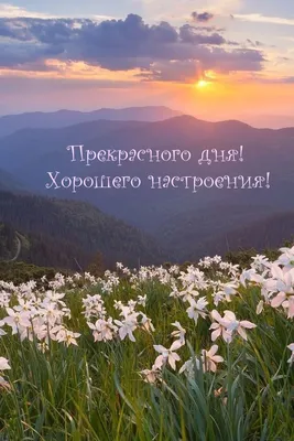Желаю прекрасного дня! | Открытки Тедди | ВКонтакте