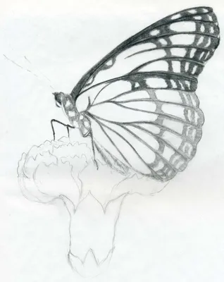 Как уроки рисования могут помочь научится изображать бабочку | АРТАКАДЕМИЯ  Курсы рисования Киев