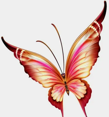 Красивая бабочка рисунок - 38 фото