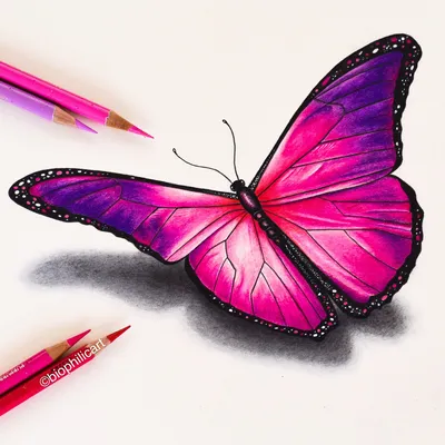Красивые бабочки рисунки акварелью - 74 фото