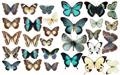 Красивые картинки с бабочками (40 фото) 🔥 Прикольные картинки и юмор