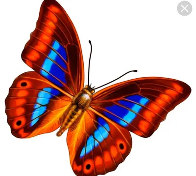 Бабочка Насекомое, Фиолетовая бабочка, фиолетовый, бабочка Группа, красивые  png | PNGWing