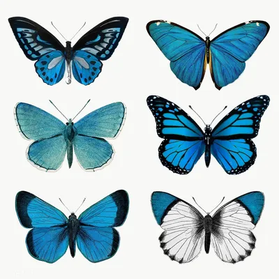 Бабочки картинки для вырезания цветные. Картинки бабочки красивые на� |  поделки | Постила